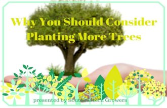 Why You Should Consider Planting More Trees