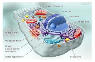 Estructura celular con imágenes de microscopio electrónico
