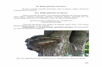 10. Bolile plantelor forestiere - Marcel Pârvumarcelparvu.ro/fitopatologie/pdf/paduri_foioase.pdf · Dintre speciile forestiere care formează pădurile de foioase menţio- năm: