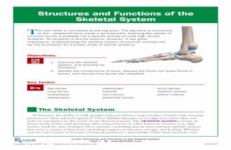 Structures and Functions of the Skeletal System · Structures and Functions of the Skeletal System T HE FOOT BONE is connected to the leg bone. The leg bone is connected to the…sesamoid