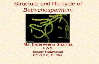 Structure and life cycle of Batrachospermum - P.G.G.C.G ...cms.gcg11.ac.in/attachments/article/115/Batrachospermum.pdf · •A freshwater red algae ranging in color from violet to