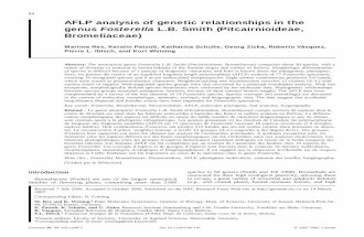 AFLP analysis of genetic relationships in the genus Fosterella L.B. Smith (Pitcairnioideae, Bromeliaceae