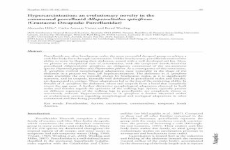 Hypercarcinisation: an evolutionary novelty in the commensal porcellanid Allopetrolisthes spinifrons (Crustacea: Decapoda: Porcellanidae)