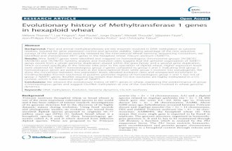 Evolutionary history of Methyltransferase 1 genes in hexaploid wheat