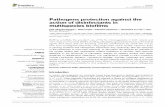 Pathogens protection against the action of disinfectants in multispecies biofilms.