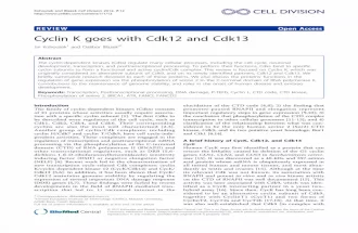 Cyclin K goes with Cdk12 and Cdk13