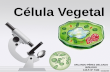 Célula vegetal 1