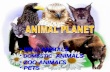 WILD ANIMALS WILD ANIMALS DOMESTIC ANIMALS DOMESTIC ANIMALS ZOO ANIMALS ZOO ANIMALS PETS PETS.