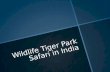 Wildlife Tiger Park Safari in India