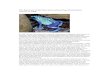 Discovery of the blue arrow poison frog - Sipaliwini .The discovery of the blue arrow poison frog,