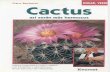 Cactus Hermosos
