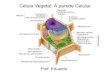 Célula vegetal parede celulósica