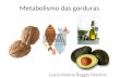 Metabolismo das gorduras Lucia Helena Baggio Martins