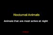 Nocturnal Animals Animals that are most active at night D Wood