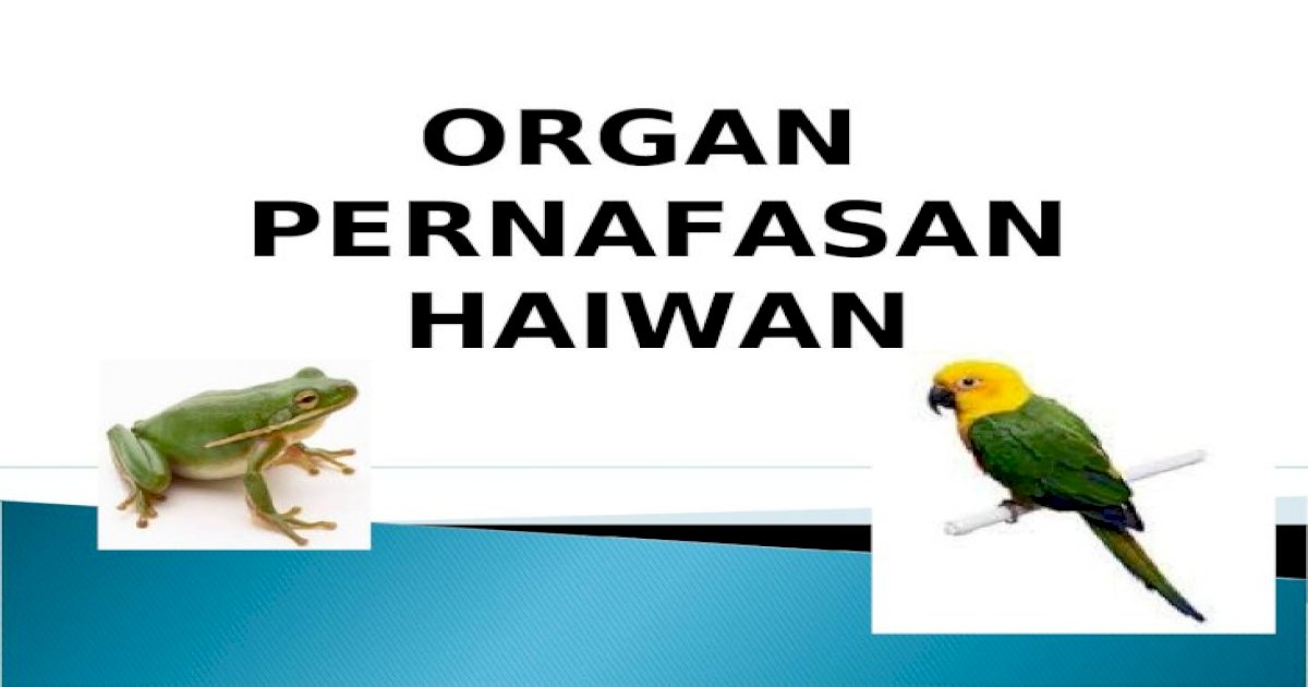 Organ pernafasan haiwan